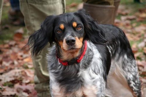 IMG 4309-copie-800x600